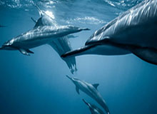 开云电子-巴乔忆偶像：保罗·罗西的微笑像母爱一样温暖人心